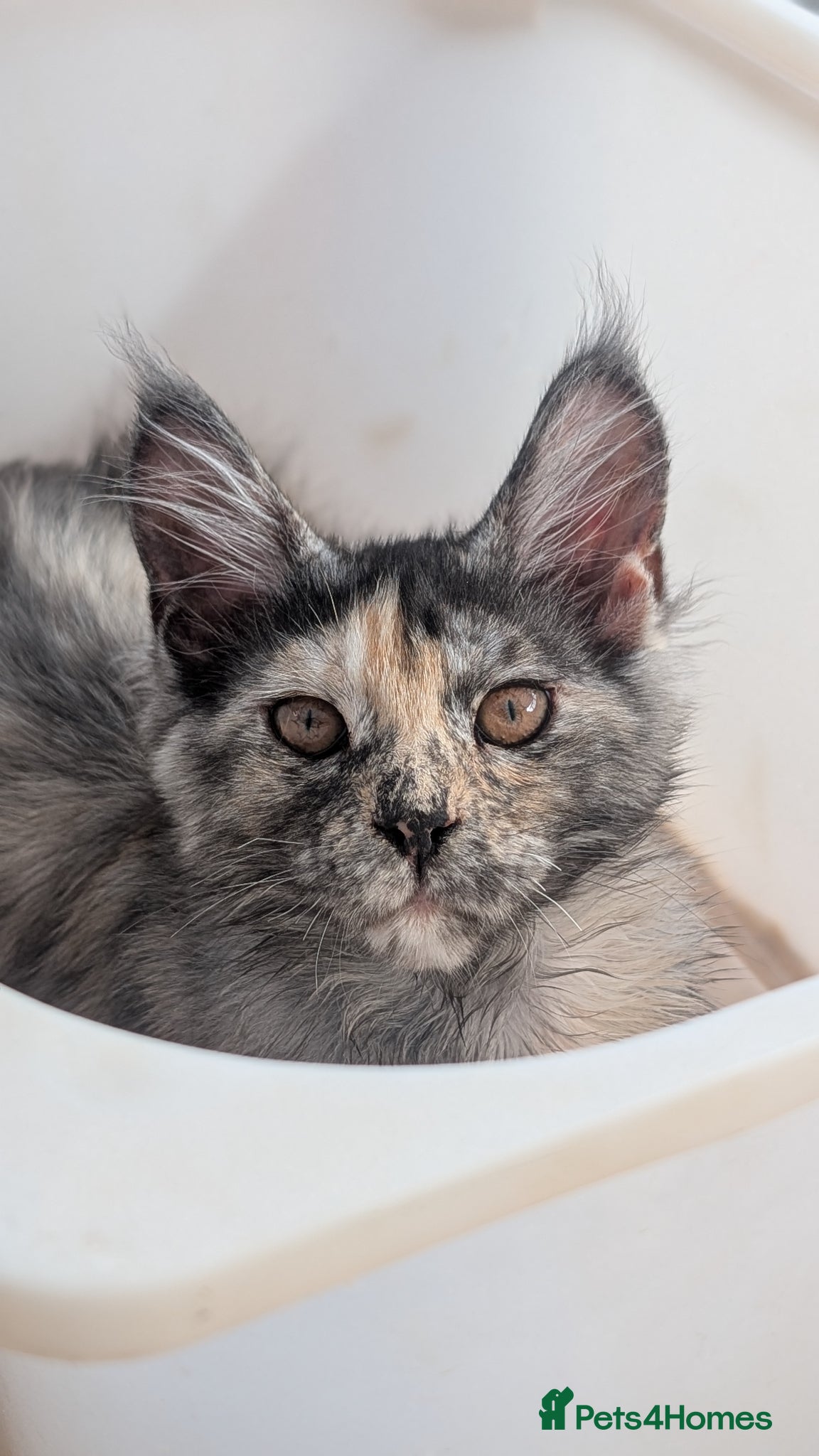 Maine Coon cats Pedigree Maine coons kittens Tica registered - Advert 2