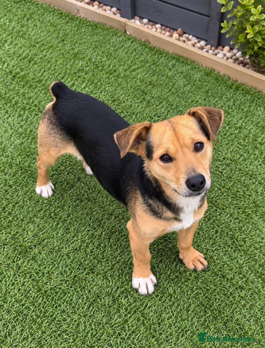 Jack Russell dogs 3 year old Jack Russell boy - Advert 2