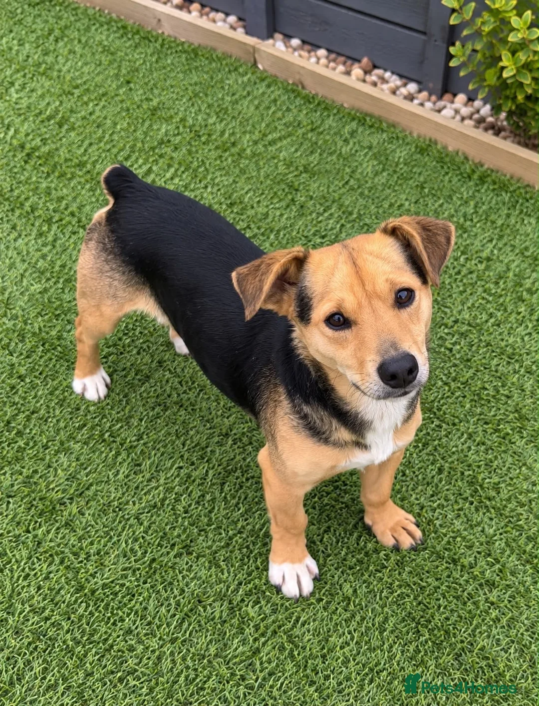 Jack Russell dogs for sale: 3 year old Jack Russell boy in Cambridge - Advert 2