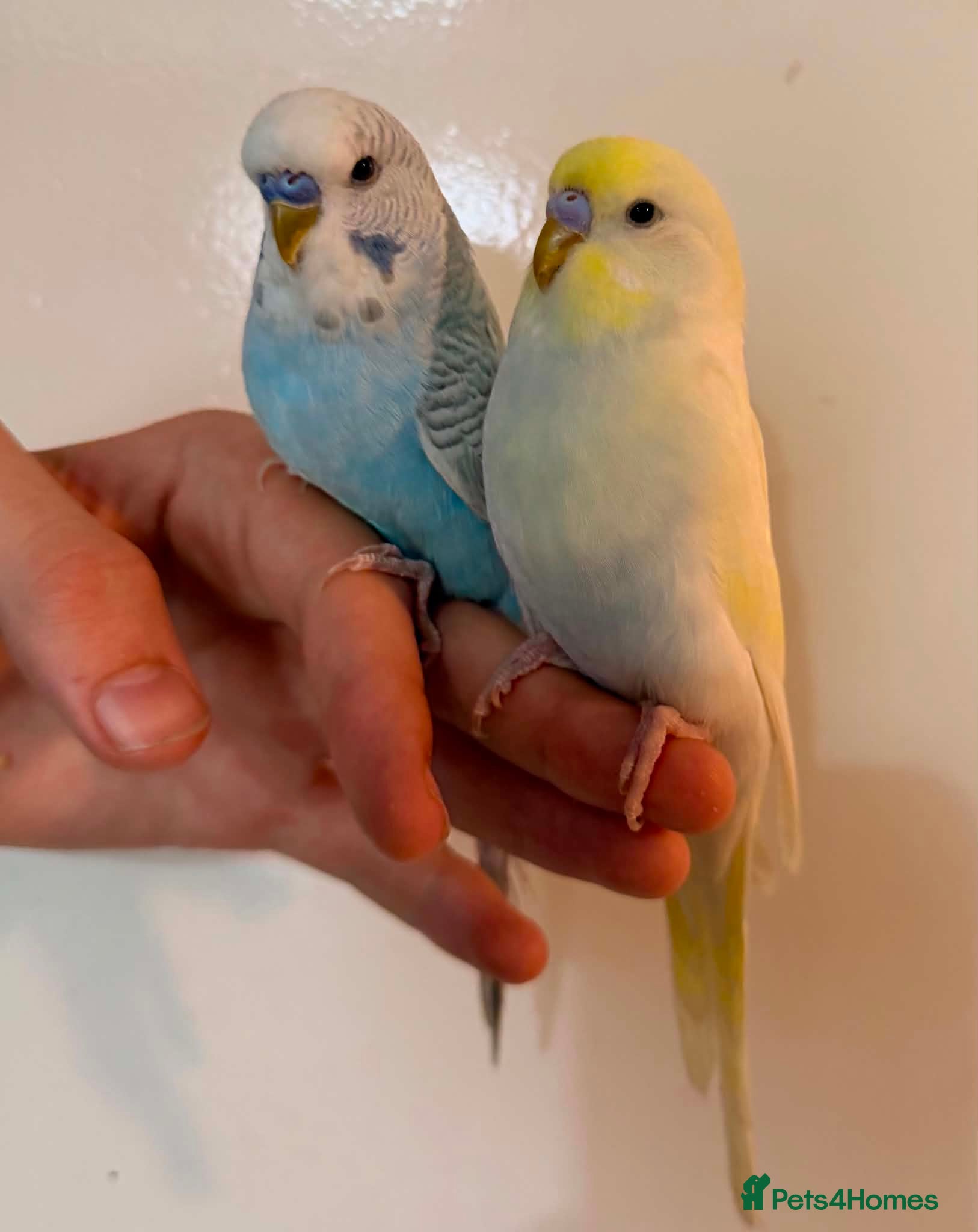 Budgerigars birds 🐦 Budgies Available 🐦 - Advert 2