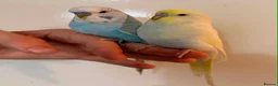 Budgerigars birds for sale: 🐦 Budgies Available 🐦 - Advert 2