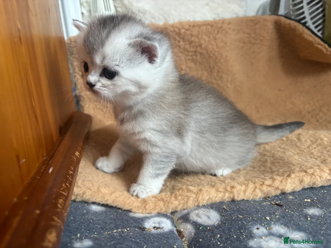 British Shorthair cats for sale: BSH silver tabby and chinchilla GCCF  - Advert 9