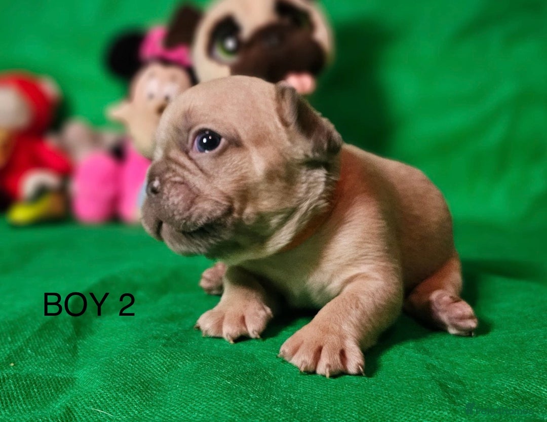 French Bulldog dogs for sale: Beautiful KC registered french bulldog puppies  - Image 9