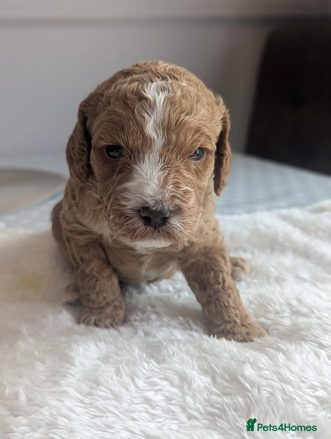 Cockapoo dogs for stud: STUD - F1 Red and white Cockapoo - Health Clear in York - Advert 33