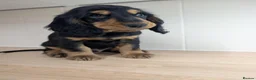 Cocker Spaniel dogs for sale: Gorgeous Show Cocker Spaniel Puppies  - Advert 24