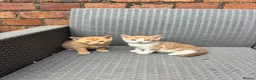 British Shorthair cats for sale: 1 boy and 1 girl kitten for sale  in Oswestry - Advert 3