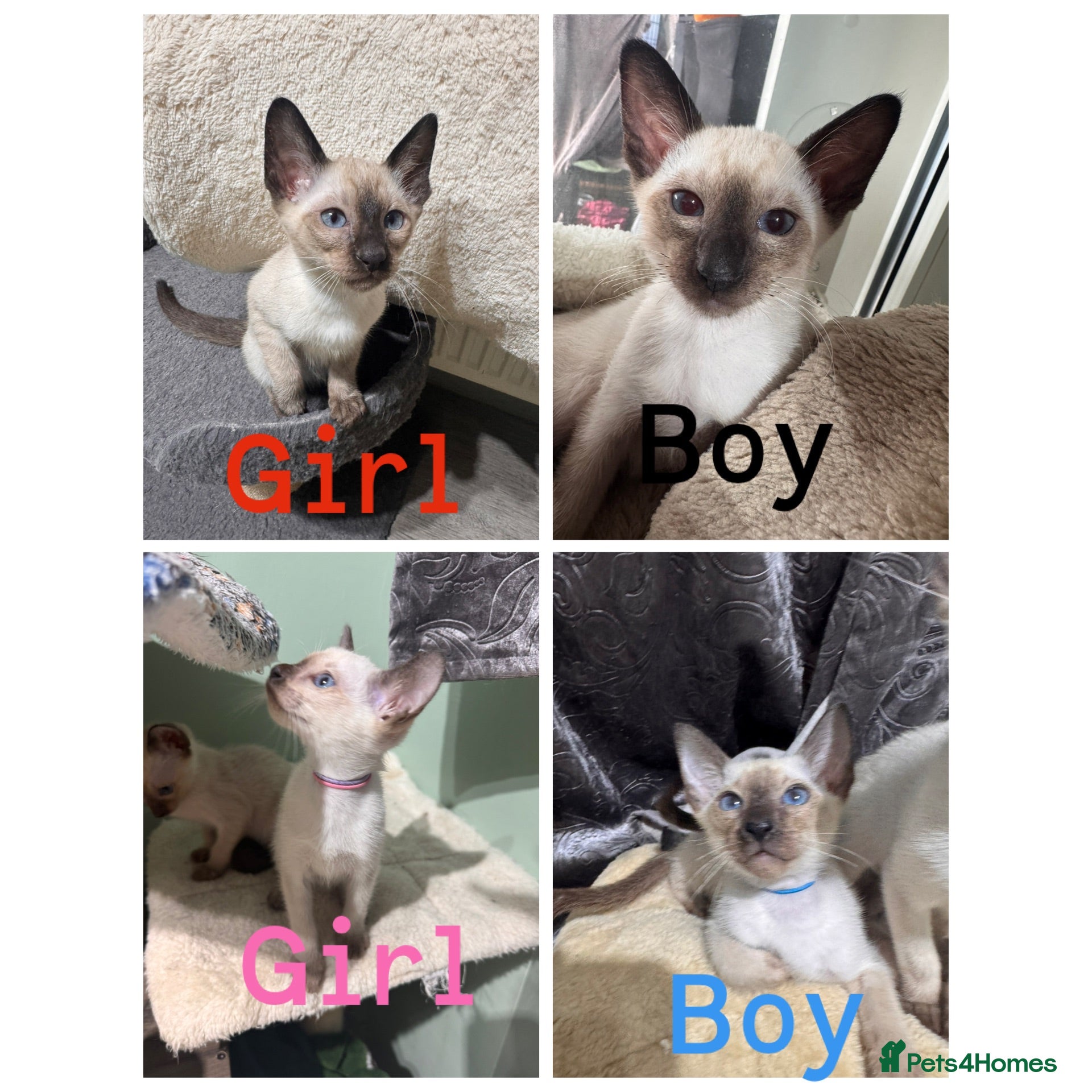 Siamese cats 4 affectionate traditional Siamese kittens ready - Advert 1
