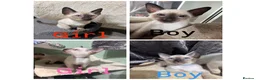 Siamese cats for sale: 4 affectionate traditional Siamese kittens ready - Advert 1