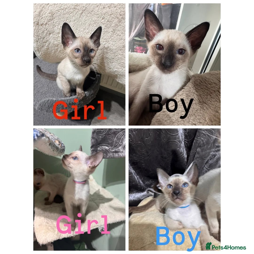 Siamese cats for sale: 4 affectionate traditional Siamese kittens ready - Advert 1