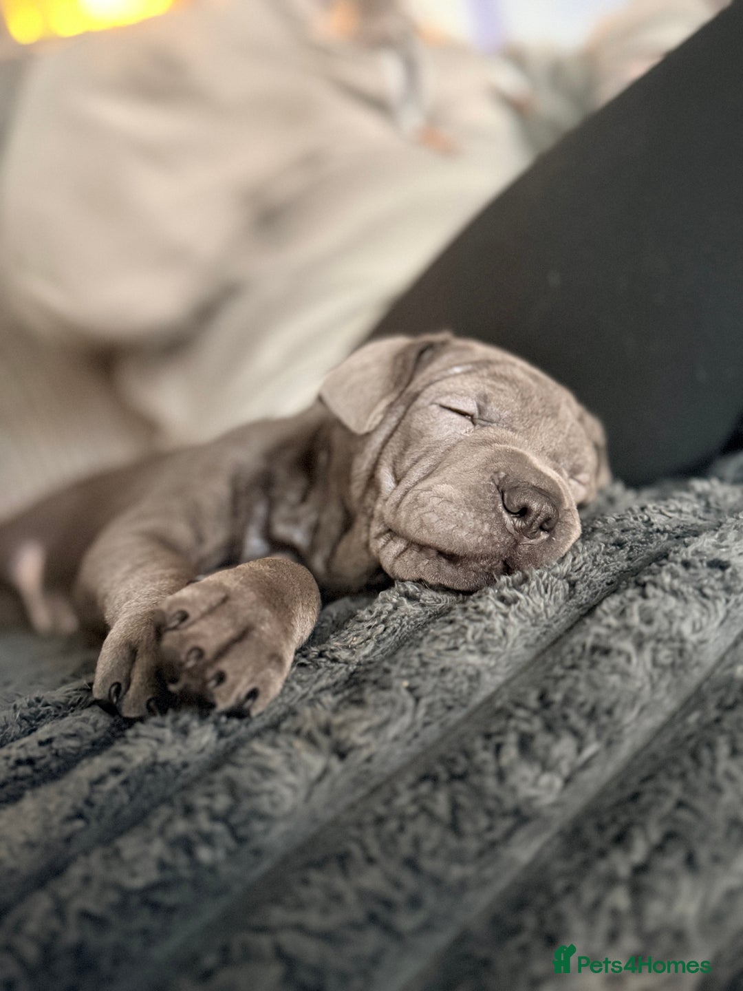 Mixed Breed dogs for sale: 2 female Shar Pei cross spaniel pups  - Advert 4