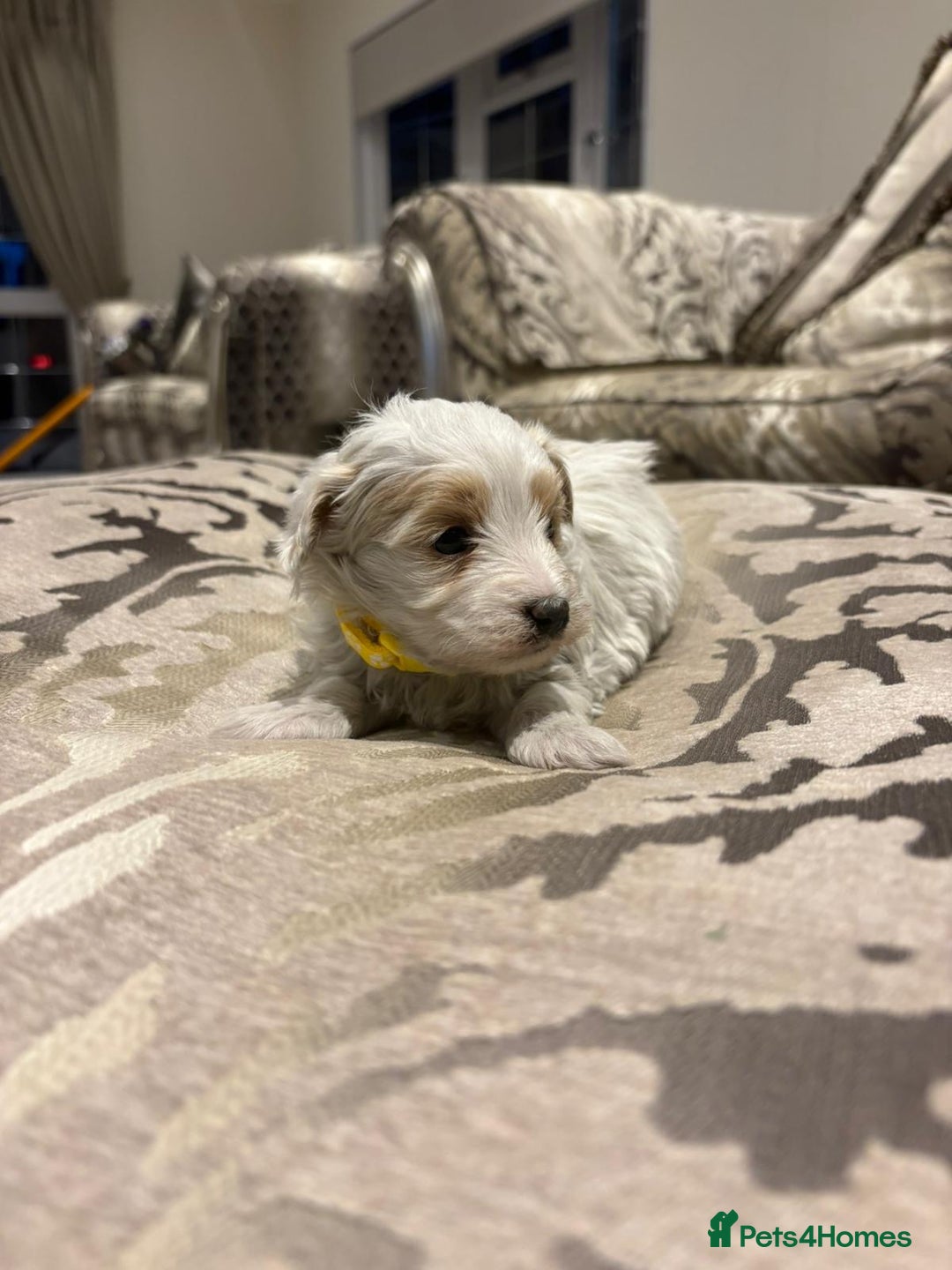 Maltipoo dogs for sale: 4 stunning maltipoo available  - Advert 9