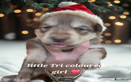 Mixed Breed dogs for sale: Malamute / Labrador pups  - Advert 3