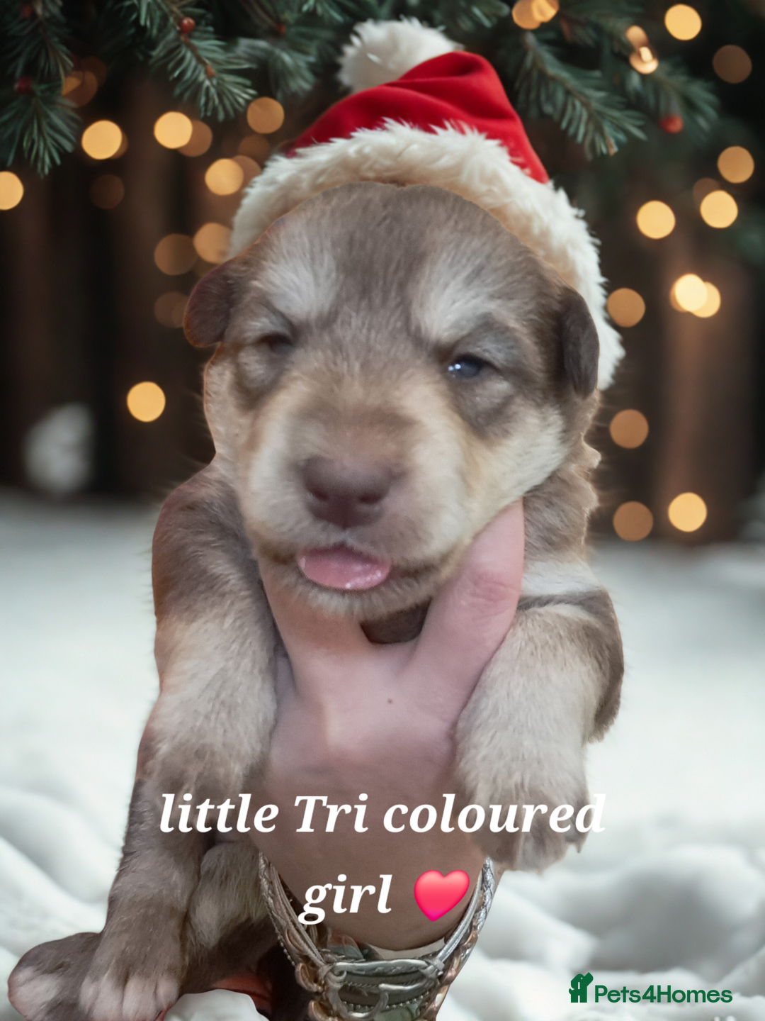 Mixed Breed dogs for sale: Malamute / Labrador pups  - Advert 3