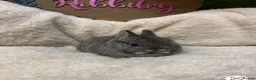Netherland Dwarf rabbits for sale: PedigreeNetherland dwarfs and Mini Lops available - Advert 11
