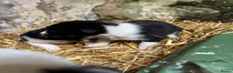 Border Collie dogs for sale: Cute border collies from Working parents - Advert 21