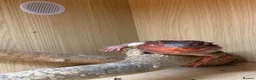 Bearded Dragon reptiles for sale: Red bearded dragon and full set up - Advert 2
