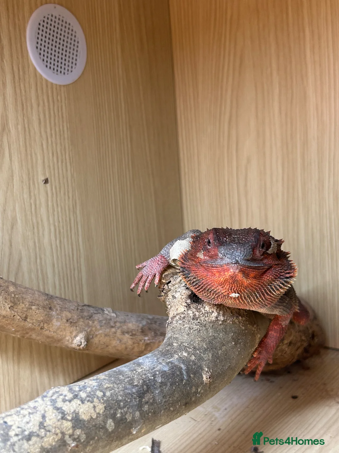 Bearded Dragon reptiles for sale: Red bearded dragon and full set up - Advert 2