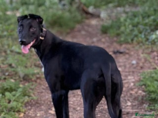 Lurcher dogs Saluki Bull Greyhound Puppies - Advert 1