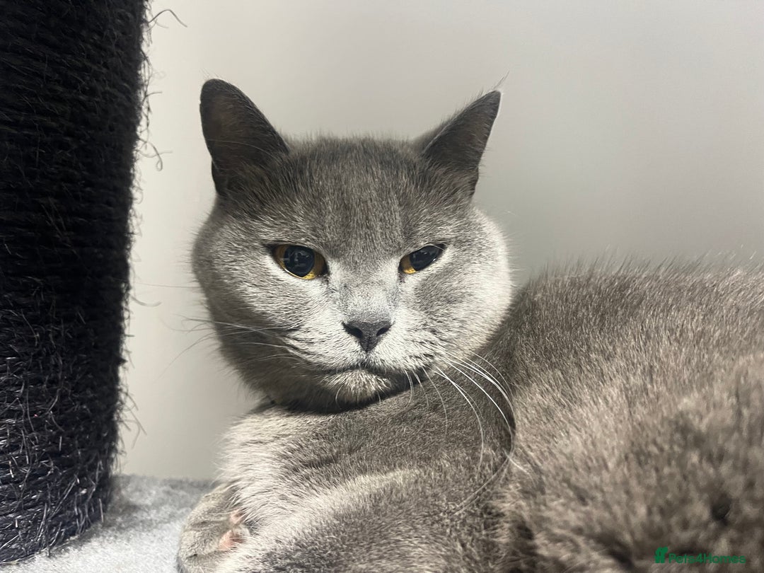 British Shorthair cats for sale: British blue shorthair adult girl - Image 5