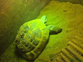 Tortoise reptiles - Advert 1