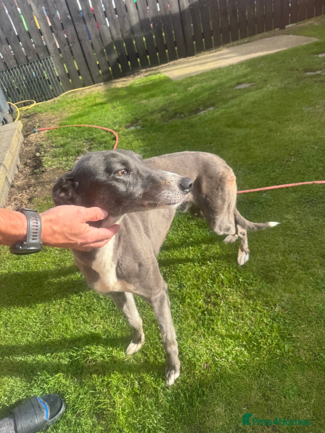 Lurcher dogs for sale: Lurches for sale  - Image 8