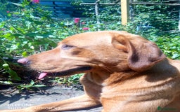 Labrador Retriever dogs for stud: Labrador retriever at Stud  in Blaydon-on-Tyne - Image 7