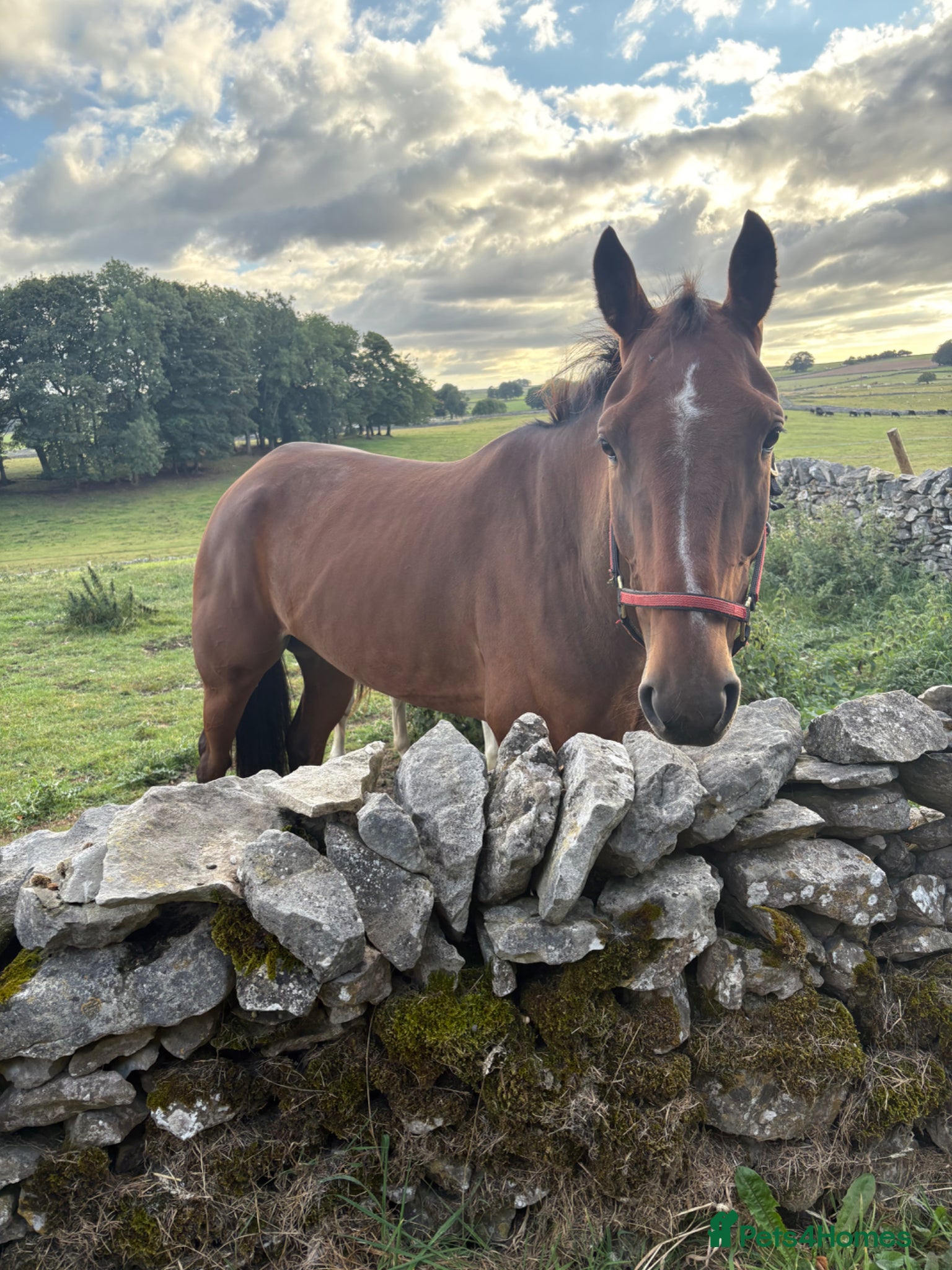 American Standardbred horses Ernie standardbred gelding  - Advert 3