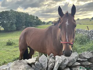 American Standardbred horses Ernie standardbred gelding - Advert 3
