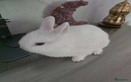 Netherland Dwarf rabbits for sale: ADORABLE NETHERLANDS DWARF RABBIT FOR SALE - Advert 1