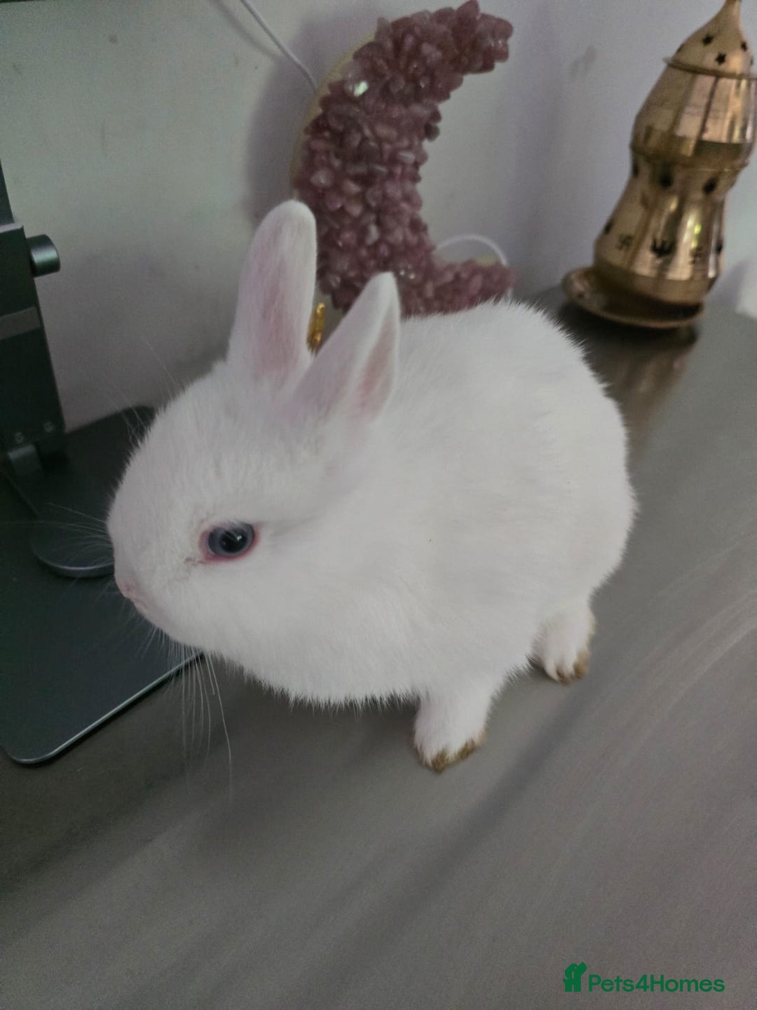 Netherland Dwarf rabbits for sale: ADORABLE NETHERLANDS DWARF RABBIT FOR SALE - Advert 1