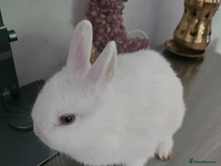 Netherland Dwarf rabbits - Advert 16