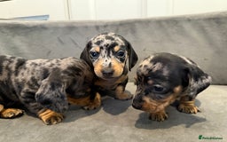 Miniature Dachshund dogs for sale: Miniature Dachshunds Dapple - Image 5