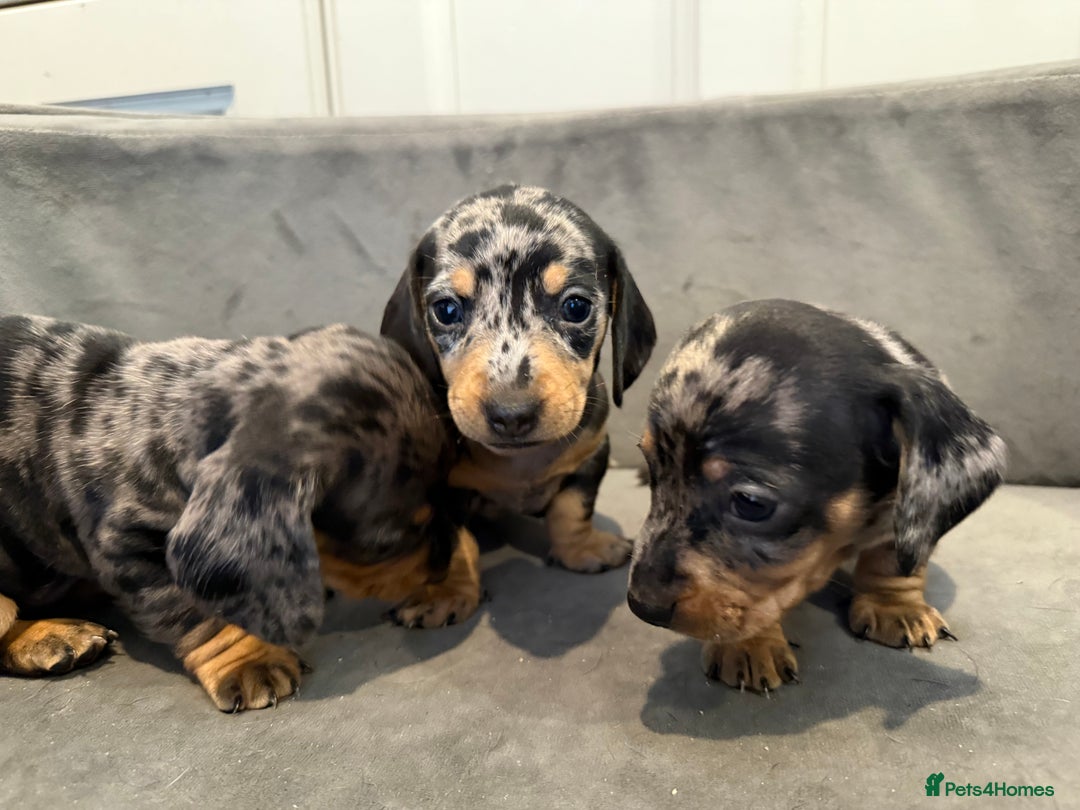 Miniature Dachshund dogs for sale: Miniature Dachshunds Dapple - Image 5
