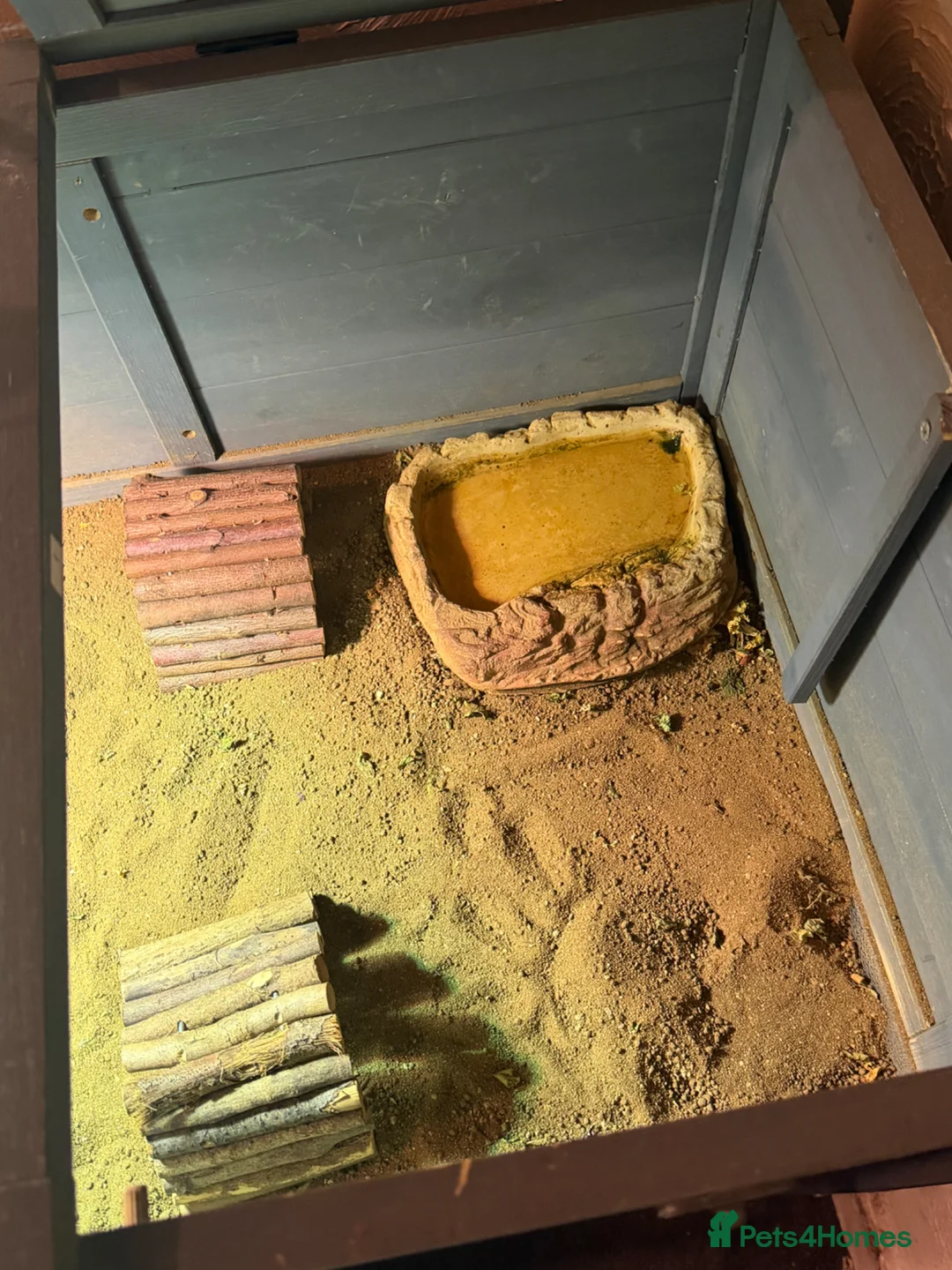 Tortoise reptiles for sale: Tortoise  in Denny - Advert 2