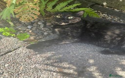 Mixed Breed cats for sale: Lots of cats/kittens up for adoption  - Image 9