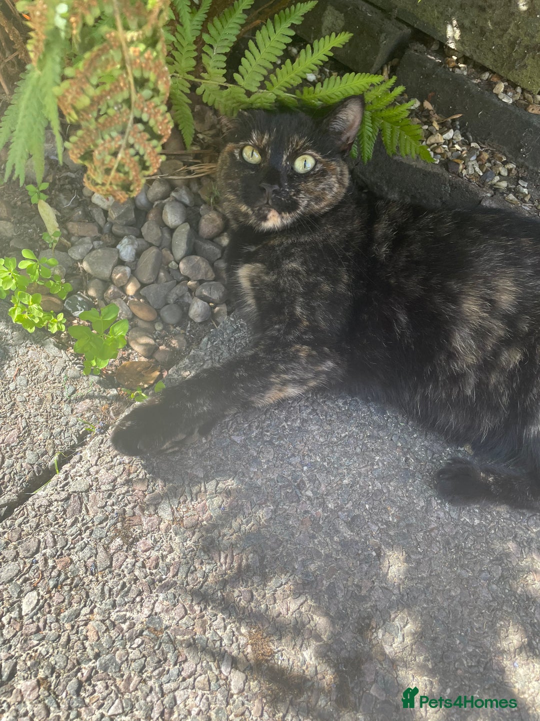 Mixed Breed cats for sale: Lots of cats/kittens up for adoption  - Image 9