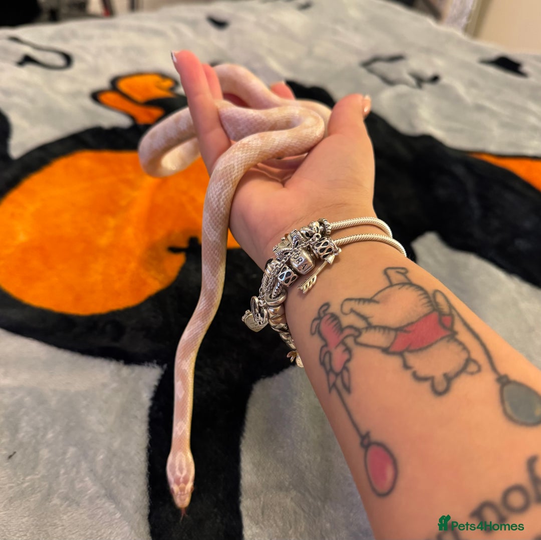 Corn Snake reptiles for sale: Female corn snake  - Image 2