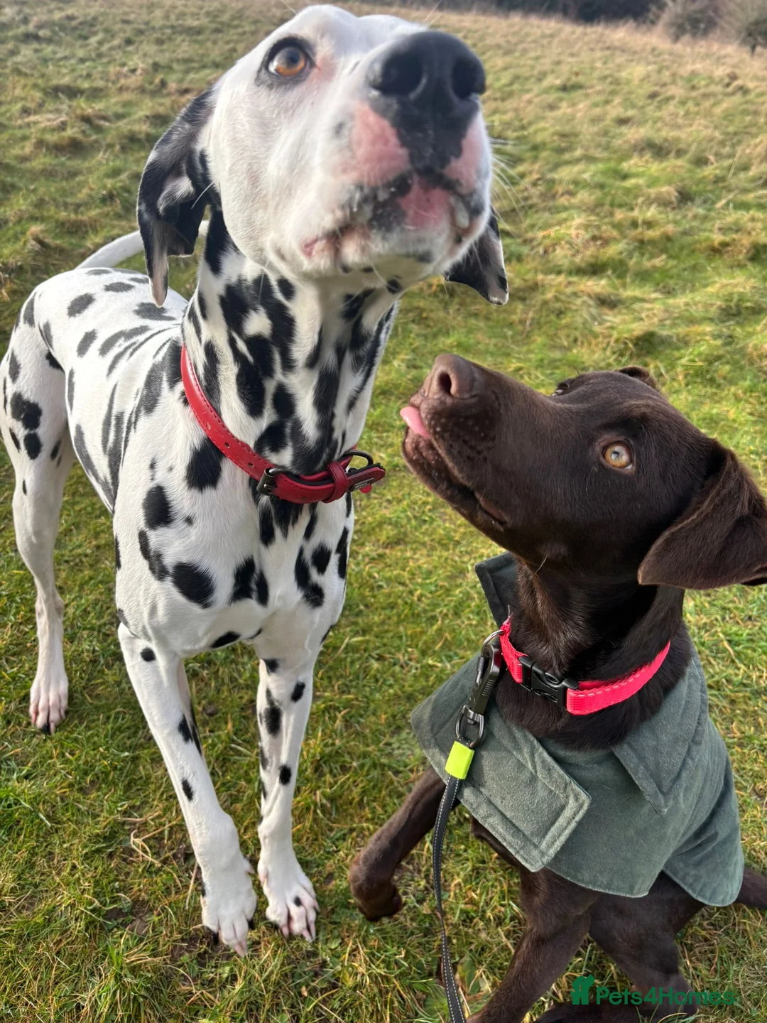 Mixed Breed dogs for sale: Lovely Buttons needs his family  - Advert 7