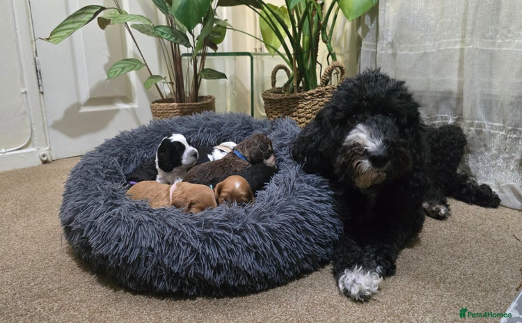 Cockapoo dogs - Advert 1