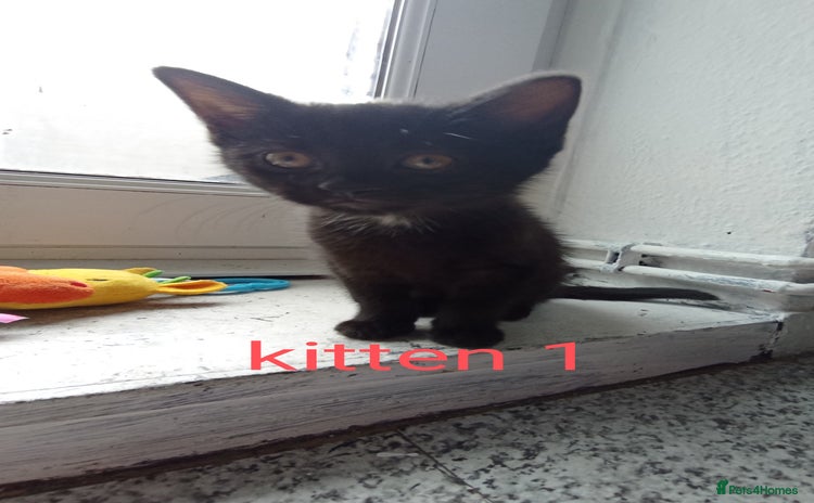 British Shorthair cats - Advert 12