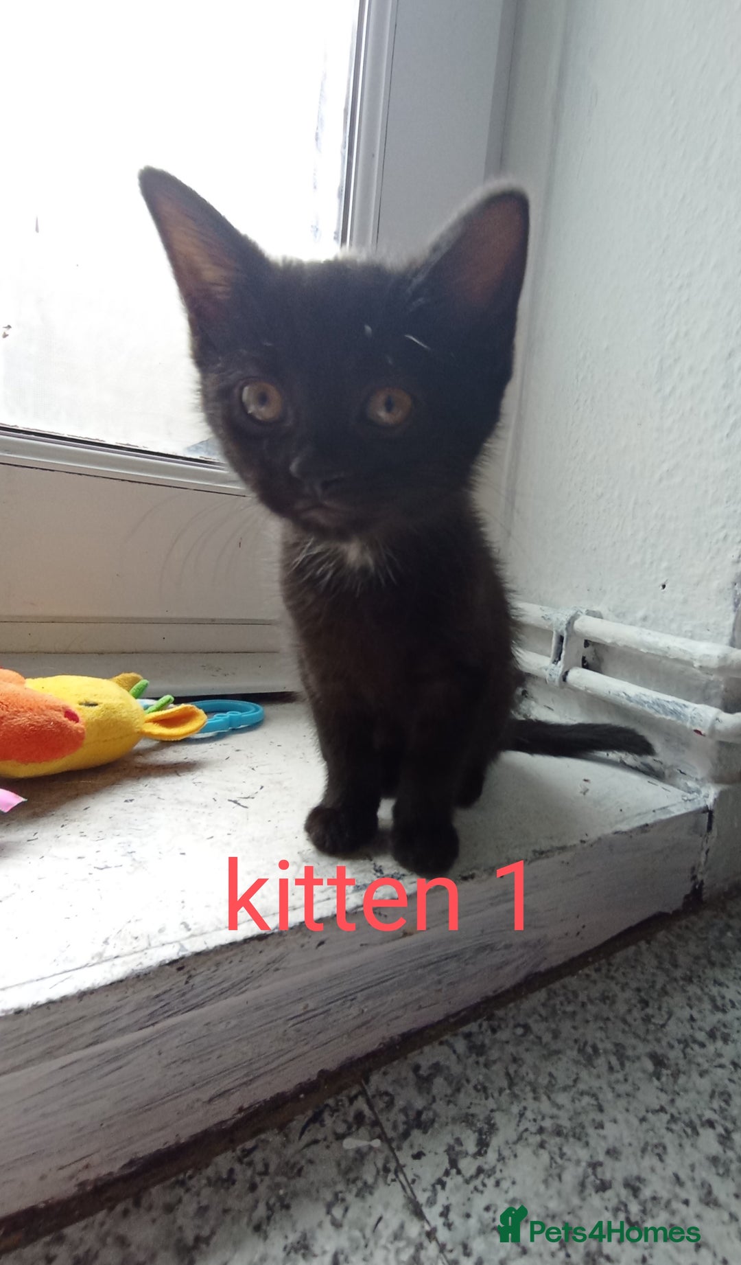 British Shorthair cats for sale: 3 black female kittens for sale - Image 1