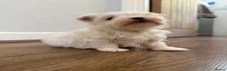 Maltese dogs for sale: One Beautiful Korean Maltese boy left for sale 🐾  - Advert 5