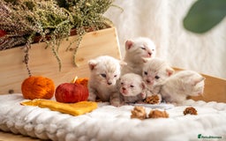 Bengal cats for sale: Pure Snow Bengals-TICA champions pedigree-Stunning - Image 5
