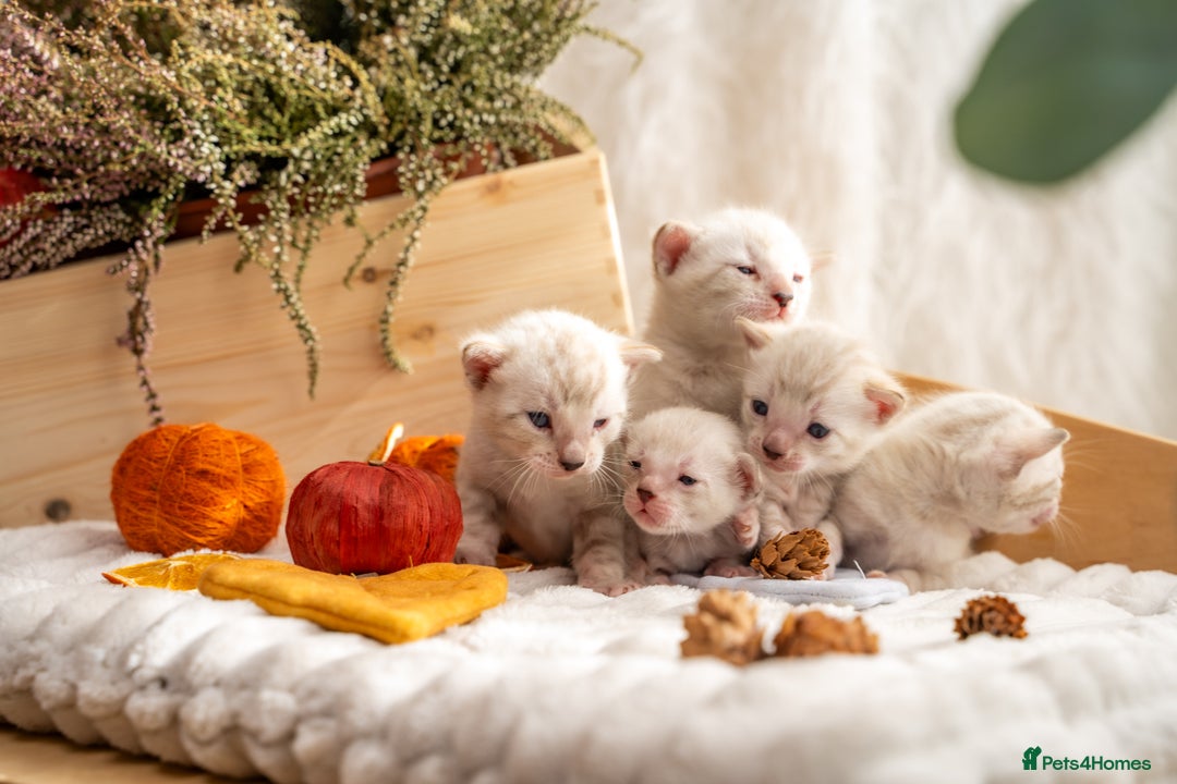 Bengal cats for sale: Pure Snow Bengals-TICA champions pedigree-Stunning - Image 5