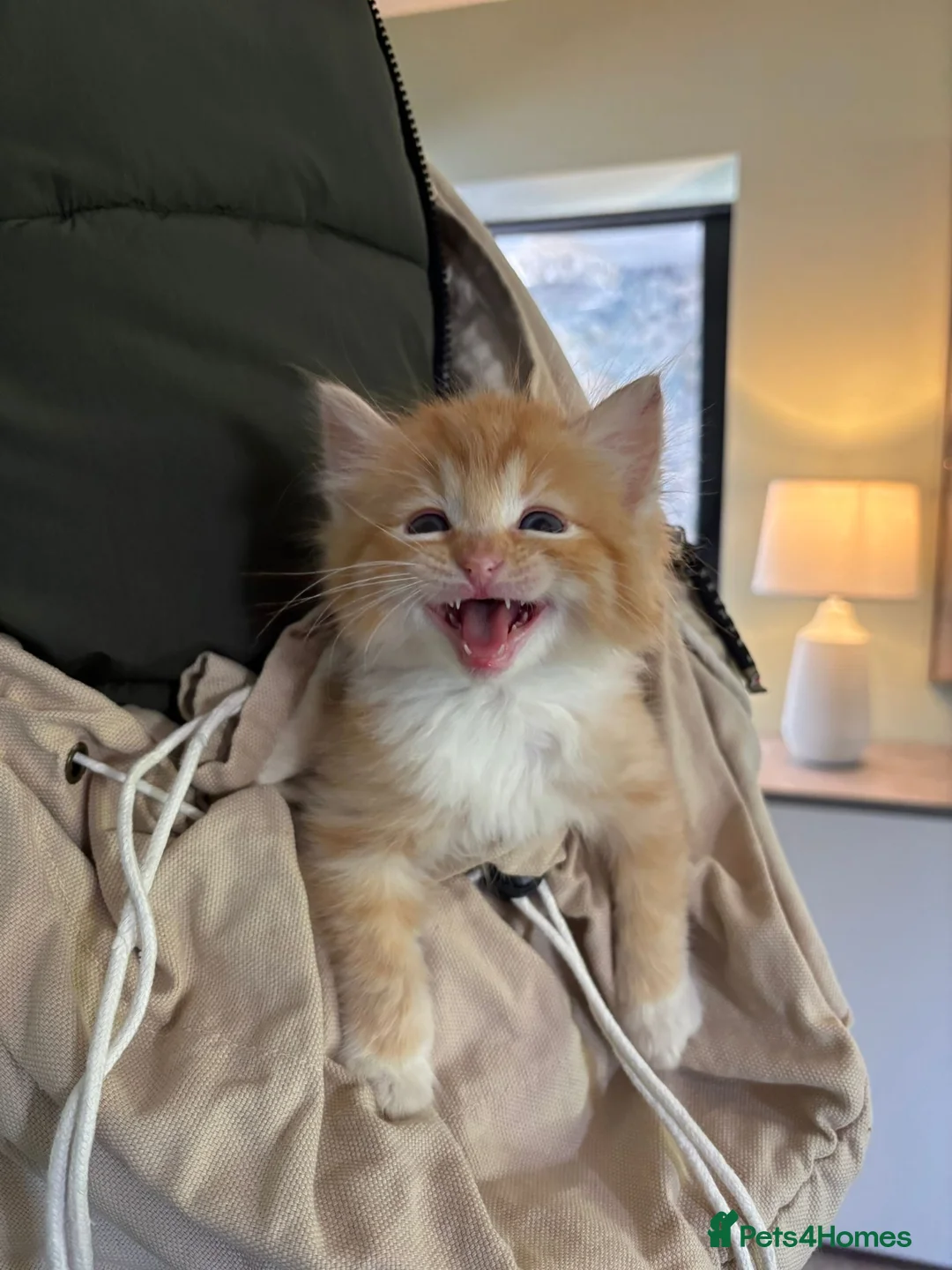 Ragdoll cats for sale: 75% Fabulously “Ragdoll” kittens  - Advert 25