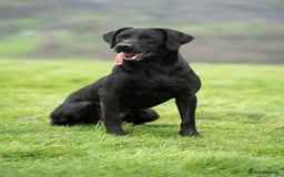 Labrador Retriever dogs for sale: Beautiful KC Reg Labrador Pups - Image 10
