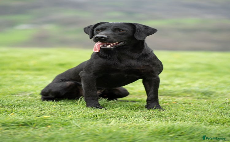 Labrador Retriever dogs - Advert 9