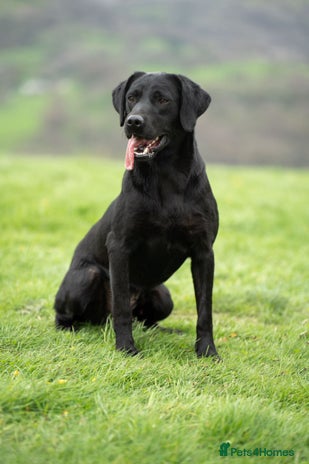 Labrador Retriever dogs - Advert 3