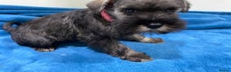 Miniature Schnauzer dogs for sale: Miniature schnauzer puppies  - Advert 4
