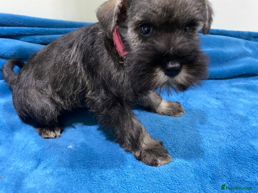 Miniature Schnauzer dogs for sale: Miniature schnauzer puppies  - Advert 4